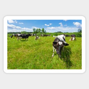 A herd of Holstein Friesian cows grazing on a pasture under blue cloudy sky Sticker